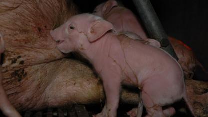 Help de kleinere biggen bij het vinden van een tepel zodat ze binnen het half uur na de geboorte biest opnemen