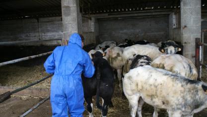De dierenartsen pleiten voor een gerichte en verplichte vaccinatiecampagne.