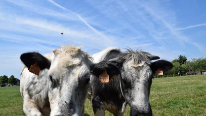 Landbouw is en blijft een belangrijke basis en hefboom van en voor de Vlaamse agrovoedingsketen.