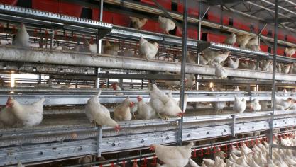 De fipronil-affaire heeft de pluimveehouderij veel geld gekost.