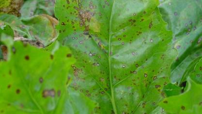 cercospora