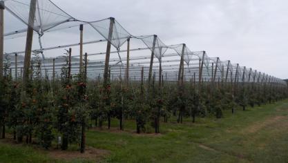 Verwacht wordt dat de appeloogst in ons land slechts een vierde zo groot zal zijn als het meerjarig gemiddelde.