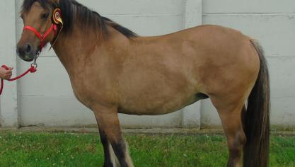 Xinon de Montaveau van P. Scholtes werd uitgeroepen tot algemeen kampioene.