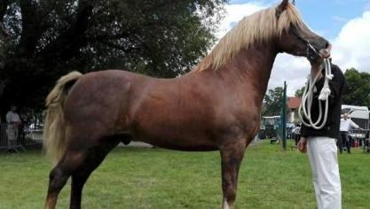 De hengst Duc D’huttegem Victor werd supreme champion.