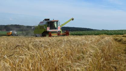 De ‘regelmaatheid’ van het ras is een belangrijk aspect bij de variëteitenkeuze.