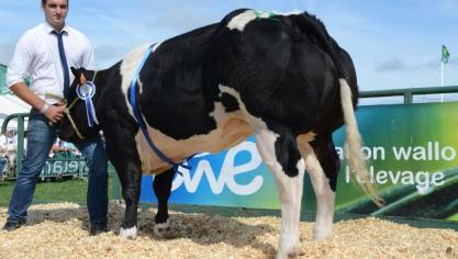 Ganache du Fond de Bois (Grommit x Occupant), eerste prijs jonge vaarzen geboren tussen 7 januari en 16 maart 2016. Eig.: Monfort JP., Les Avins.