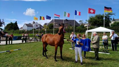Winnares van de proef driejarige sportpaarden in Libramont : de merrie Idyllis du Frech Try