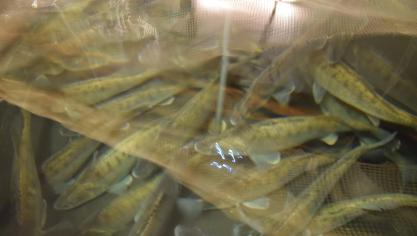 Snoekbaars kent een goede prijs.