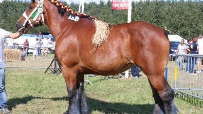 Doortje van het Hulterhof, eerste prijs bij de merries geboren in 2011 tot 2007 kleine maat. Eig.: Fried Vocken – Meeuwen.