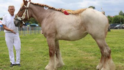 Agrilotte van de Boterhoeve, eerste prijs bij de merries geboren in 2014 tweede reeks. Eig.: Luc & Ignaece Imschoot – Beervelde.