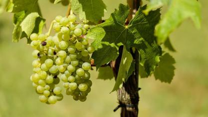 grapes-1611089_960_720