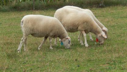 Selecteren kan maar als men diergegevens registreert, én als men vervolgens ook van deze gegevens gebruikmaakt.