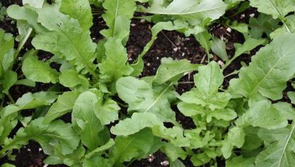 Rucola - Eruca sativa.