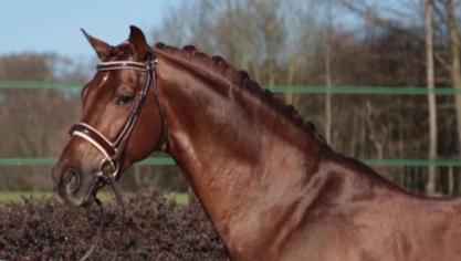 In de uiteindelijke finale hesen First-Step Valentin en Larissa zich naar de Top 10 van de beste jonge dressuurpaarden ter wereld.