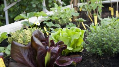 lettuce-672930_960_720