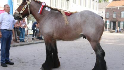 Amador van de Boterhoeve, eerste prijs bij de hengsten van 18 tot 30 maanden. Eig.: Luc & Ignaece Imschoot – Beervelde.