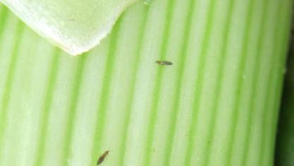 Volwassen tripsen op prei.