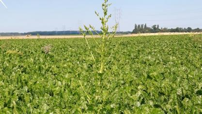 Ga in uw bietenpercelen om de schieters en onkruidbieten te verwijderen.