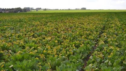 Eén van de symptomen is de ontwikkeling van zones in het veld.