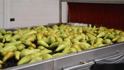 Het sorteren en verpakken van de peer gebeurt door een combinatie van technologie en menselijke zorg.