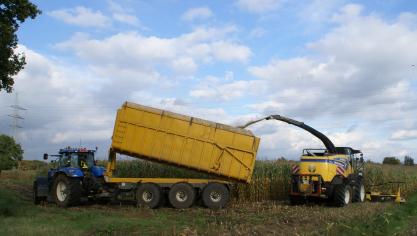 In de kempen viel al de meeste activiteit in de hakselmaïsoogst te bespeuren.