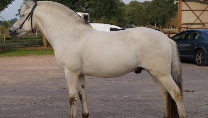 Ralm van de Bosdries, nieuw gekeurde hengst