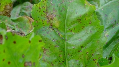 De druk van Cercospora en roest  is erg groot geworden in  suikerbietvelden.