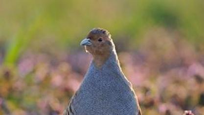 Het project draait rond de grijze patrijs.