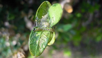 Rups van een buxusmot
