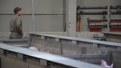 Het slachthuis beschikte al over een rustgevende verneveling en  speelkettingen. Het is in de opleiding van de stalmedewerkers dat het  het grootste verschil wil maken.