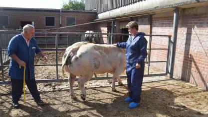 Sophie Marchal (rechts) bekijkt samen met stalverantwoordelijke Pol Haudfroid  de stieren. In het echt, maar dus ook op papier.