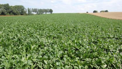 Haspengouws landschap met hellingen en houtkanten.