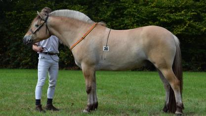 Hank, Ruinenkampioen. Eig.: Dries Vissers uit Arendonk.