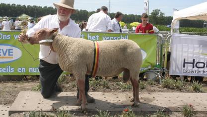 Dagkampioen ram Rouge de l’Ouest: 535175-61008, Van Ackere F. uit Avelgem.