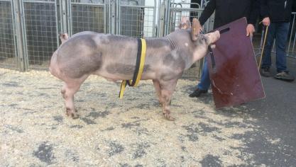 Valentino van ’t Molenheike, kampioen beren ouder dan 10 maand.  Fokker: Jozef Van Dijck, Sint-Lenaarts.