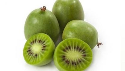 Op vrijdag 15 september 2017 wordt de kiwibes in verschillende Europese landen extra in het zonnetje gezet.