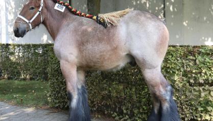 Bas van ‘t Rientenhof van Vlaams Brabant, eerste prijs bij de hengstveulens geboren in 2016 2e reeks en tevens kampioen. Eig.: Dominique Van Riet, Londerzeel.