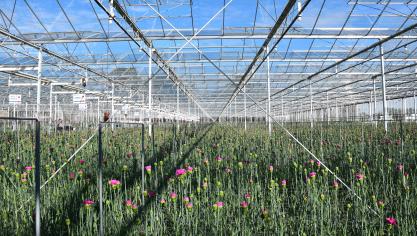 “Toen we in 2003 op jonge leeftijd trouwden wilden we maar één ding: zo snel mogelijk een serre zetten en anjers kweken”, lacht bedrijfsleider Koen De Nijs.