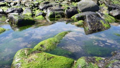 Biostimulanten, in het bijzonder zeewierextracten en bacteriën, zouden ervoor kunnen zorgen dat gewassen minder water en nutriënten nodig hebben.