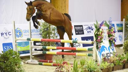 Just Boy du Seigneur, kampioen van Wallonië tweejarigen vrijspringen.