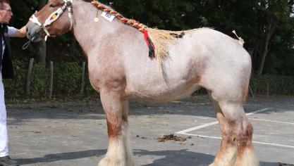 Agrilotte van de Boterhoeve, eerste prijs bij de merries geboren in 2014 grote maat. Eig.: Luc & Ignaece Imschoot, Beervelde.