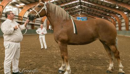 Paulien van ter Bracht, dagkampioene. Eig.: Willy Verhooghe, Kanegem.