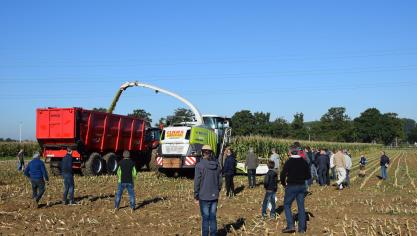 Naast suikerbieten beslaat maïs (zowel om te hakselen als te dorsen) een groot deel van het teeltplan.