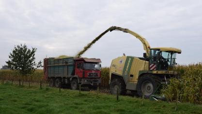 De meeste maïs is nu meer dan hakselrijp.