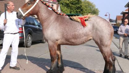 Alice van de Hogenakker, eerste prijs bij de merries geboren in 2015 tweede reeks. Eig.: fam. Van Bogaert, Temse.