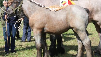 Aster van ‘t Groenenbroek,
eerste prijs bij de merrieveulens geboren in 2017. Eig.: Frans & Monique Beulens, Ranst.