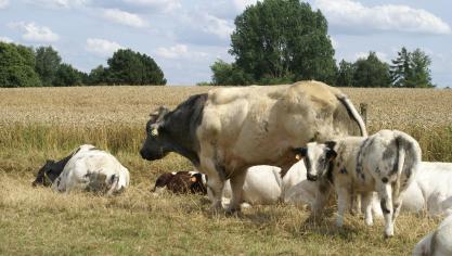 Iedere landbouwer die tussen 2 januari 2017 en 1 januari 2018 voor het eerst gestart is met een landbouwactiviteit en een nieuw veebeslag voor het eerst geactiveerd heeft, kan eenmalig 20 premierechten uit de reserve krijgen.