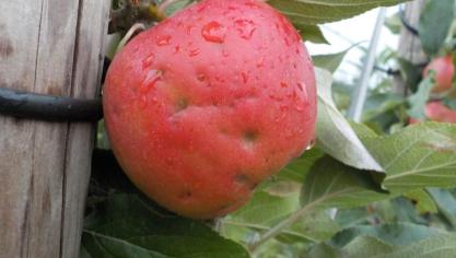 In 2018 was de hagelschade in de Limburgse fruitteelt groter dan een jaar eerder.