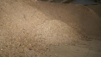 De vijf NEPG-landen schatten hun totale opbrengst aan consumptieaardappelen nu op 24,3 miljoen ton.