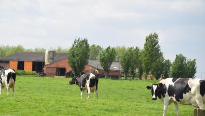 De melkprijzen van de grote melkerijen zijn al enige tijd vrij stabiel